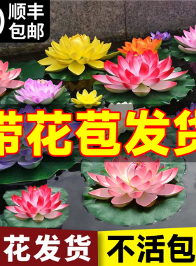 睡莲水培植物带花苞盆栽鱼池莲花水养观赏荷花藕种水养苗四季开花