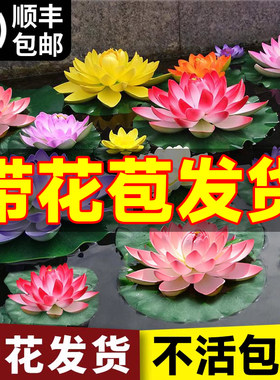 睡莲水培植物带花苞盆栽鱼池莲花水养观赏荷花藕种水养苗四季开花