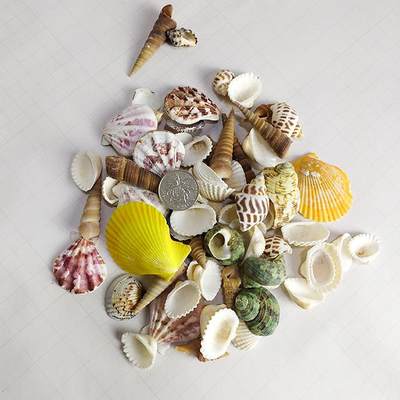 地中海贝壳 海螺 水族箱 鱼缸装饰 摄影道具 精美天然 扇贝