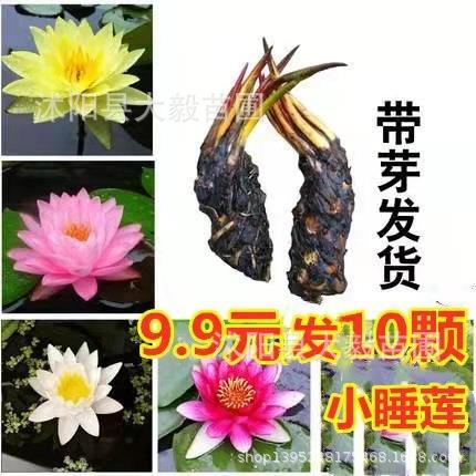 迷你小睡莲种根水培水养盆栽池塘植物带芽发货水生荷花