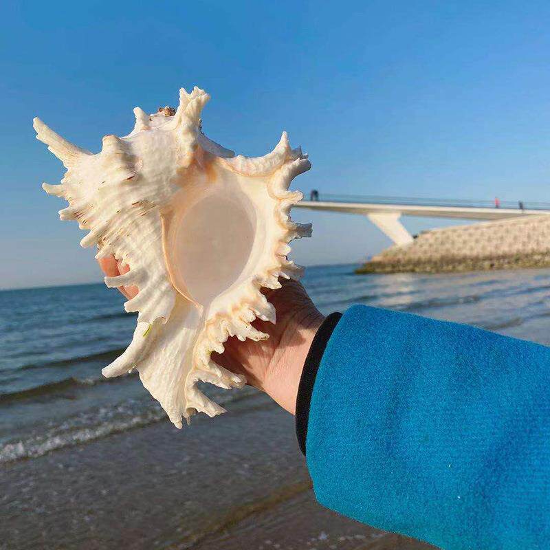 厂家 天然海螺千手螺 麒麟螺 居家装饰 鱼缸造景装饰