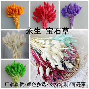 干花宝石草 真花束兔尾巴永生花diy插花装饰拍摄装束道具定制