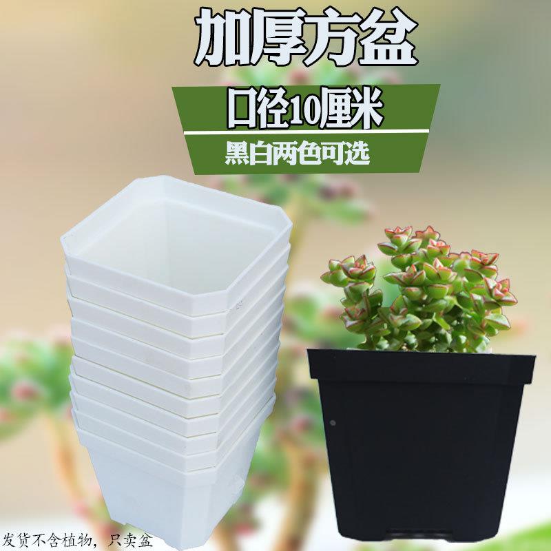 多肉加厚花盆植物播种育苗盆塑料树脂方盆10cm白方黑方整箱400个