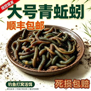 顺丰包邮户外青蚯蚓黑蚯蚓活饵钓黄鳝蚯蚓钓鱼蚯蚓活体垂钓蚯蚓饵