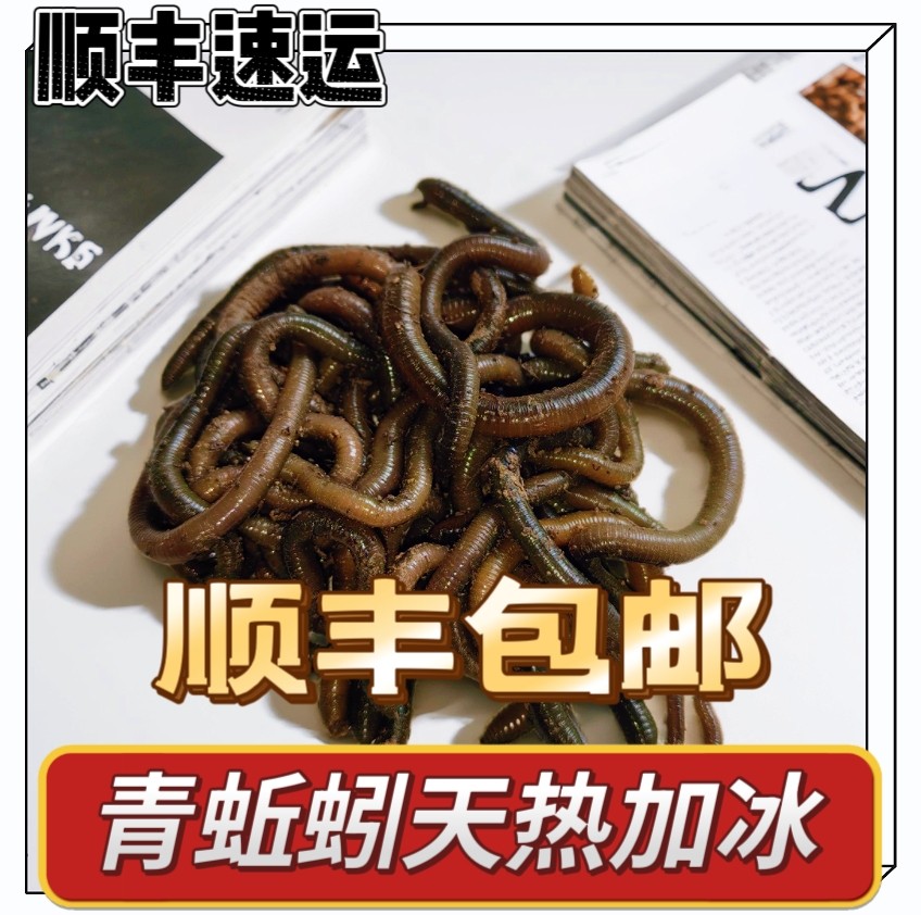 鲜活青蚯蚓臭蚯蚓钓黄鳝的蚯蚓颗粒黑蚯蚓下钓鱼饵料