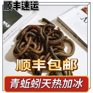 鲜活青蚯蚓臭蚯蚓钓黄鳝的蚯蚓颗粒黑蚯蚓下钓鱼饵料