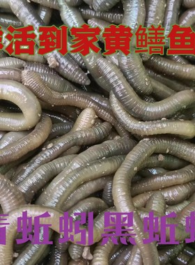 青蚯蚓大蚓蚯鱼钓鱼钓黄鳝野生臭蚯蚓鱼饵活体黑蚯蚓综合鲜活鱼饵