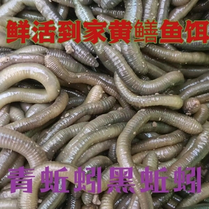青蚯蚓大蚓蚯鱼钓鱼钓黄鳝野生臭蚯蚓鱼饵活体黑蚯蚓综合鲜活鱼饵