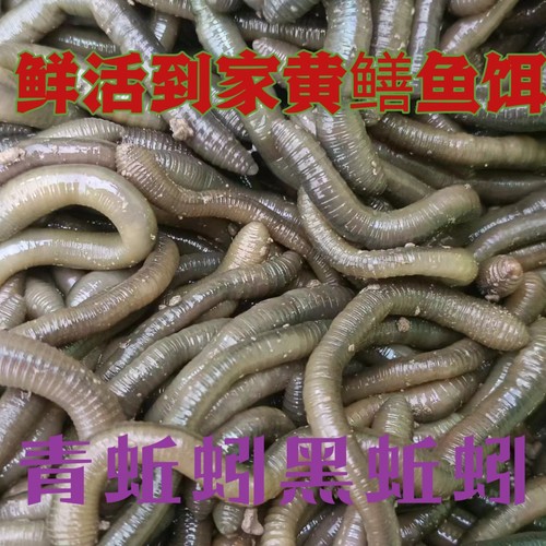 青蚯蚓大蚓蚯鱼钓鱼钓黄鳝野生臭蚯蚓鱼饵活体黑蚯蚓综合鲜活鱼饵