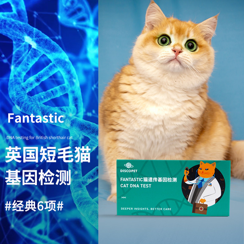 discopet喵星探索英短金渐层猫咪基因检测经典六项