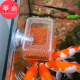鱼缸喂食器B1zd901 鱼缸投喂器喂食工具防飘散鱼粮红虫喂食固定器
