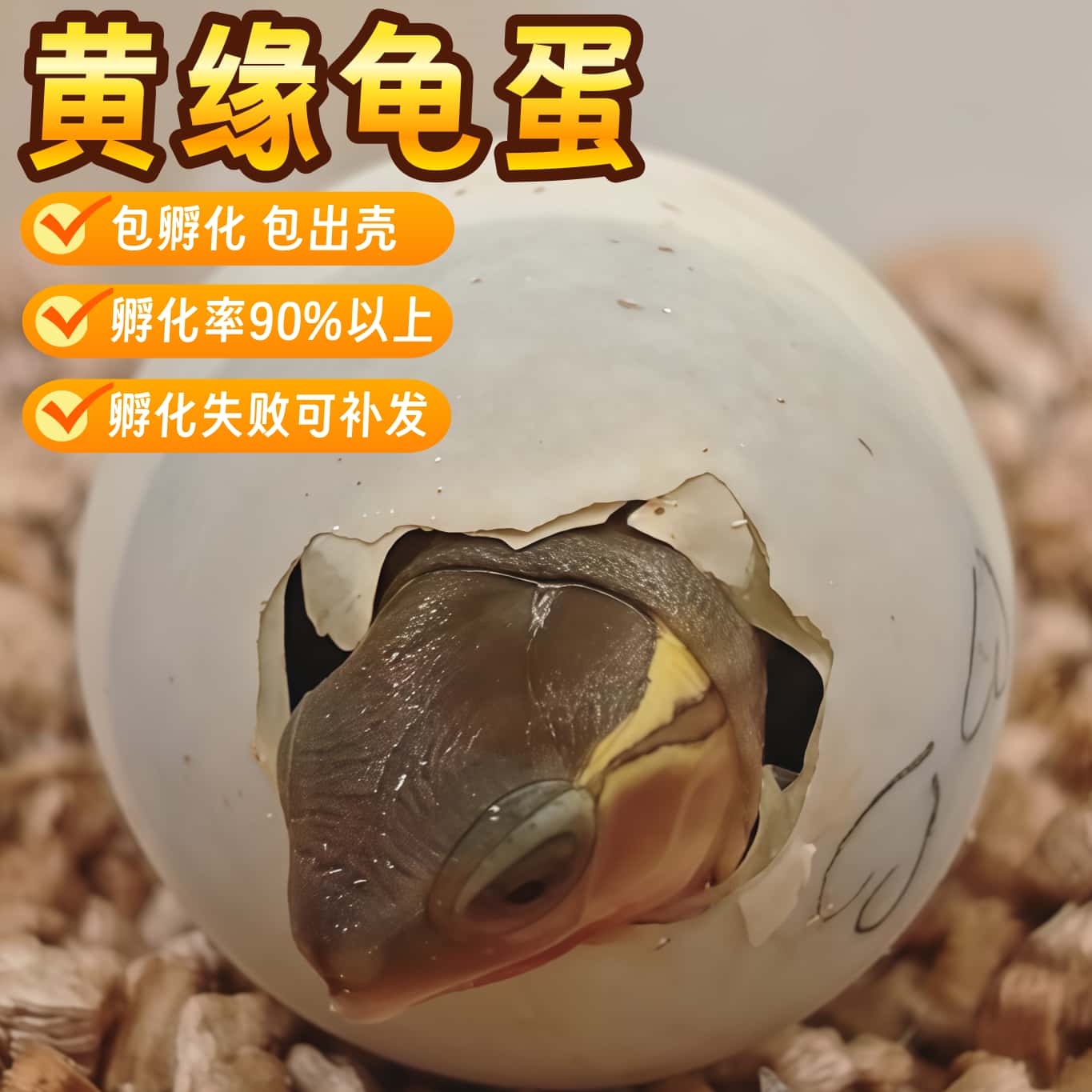 皖南黄缘安缘闭壳龟受精蛋可孵化浙缘大陆缘台缘龟蛋包受精包孵化