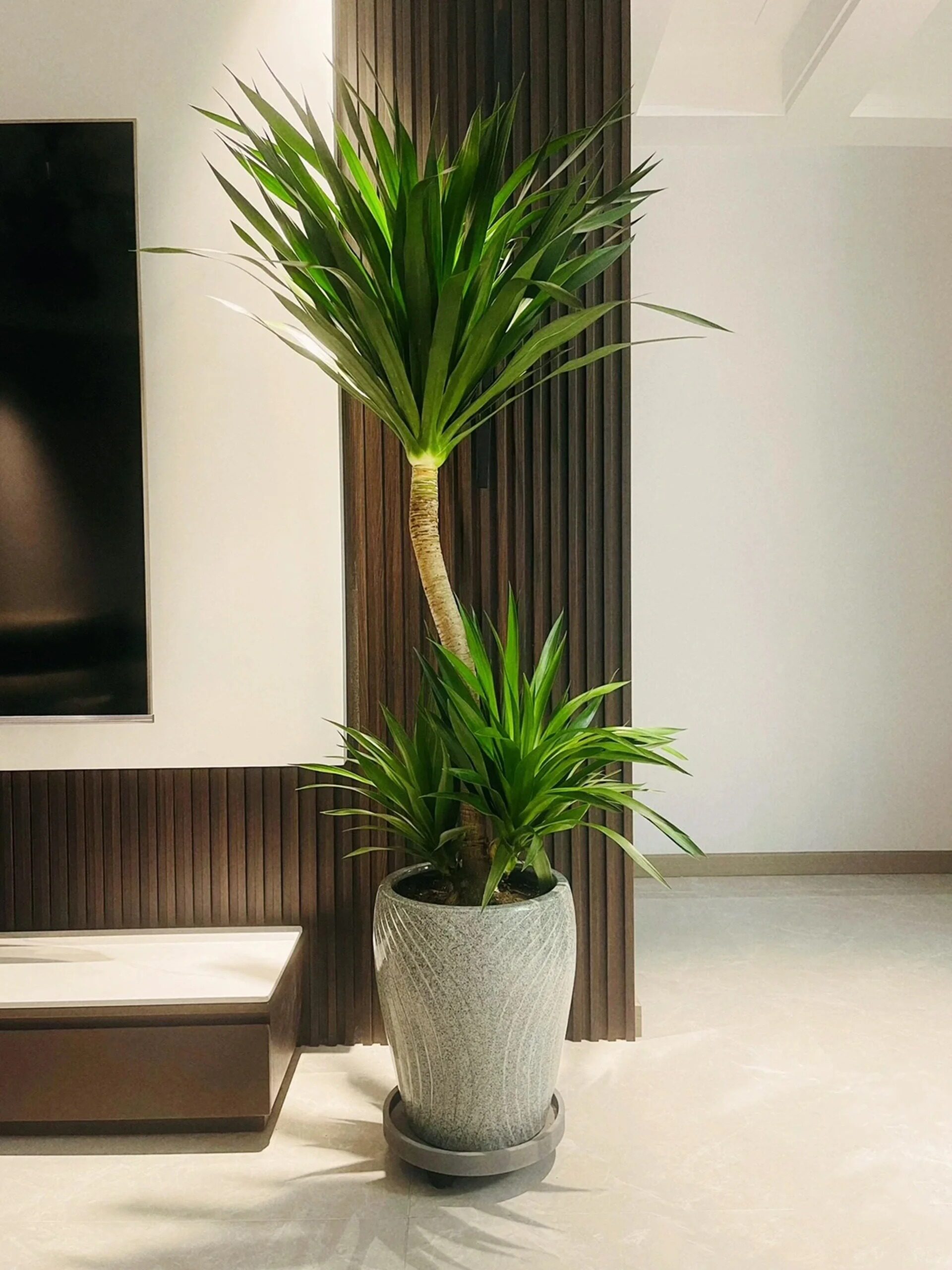 龙血树太空铁大盆栽室内客厅大型盆栽绿植盆景高杆龙铁树净化空气