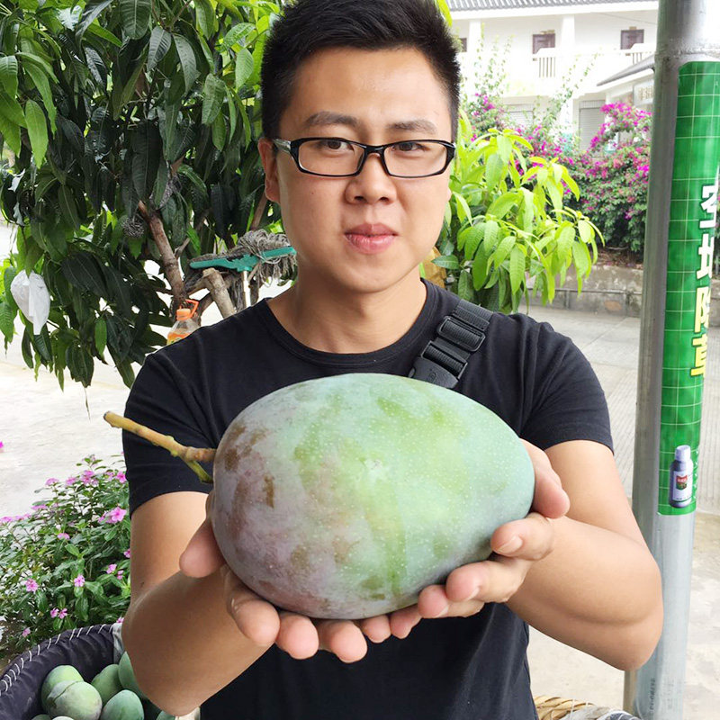 四川攀枝花凯特大芒果青皮大芒果大脸芒应季水果整箱包邮