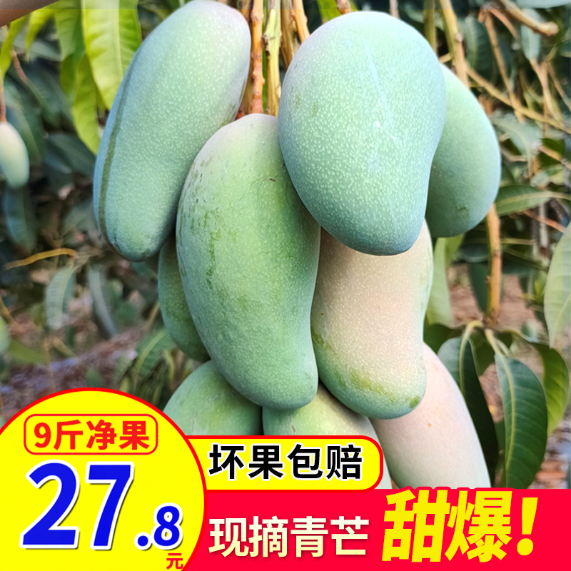 青皮甜心芒广西新鲜现摘小青芒