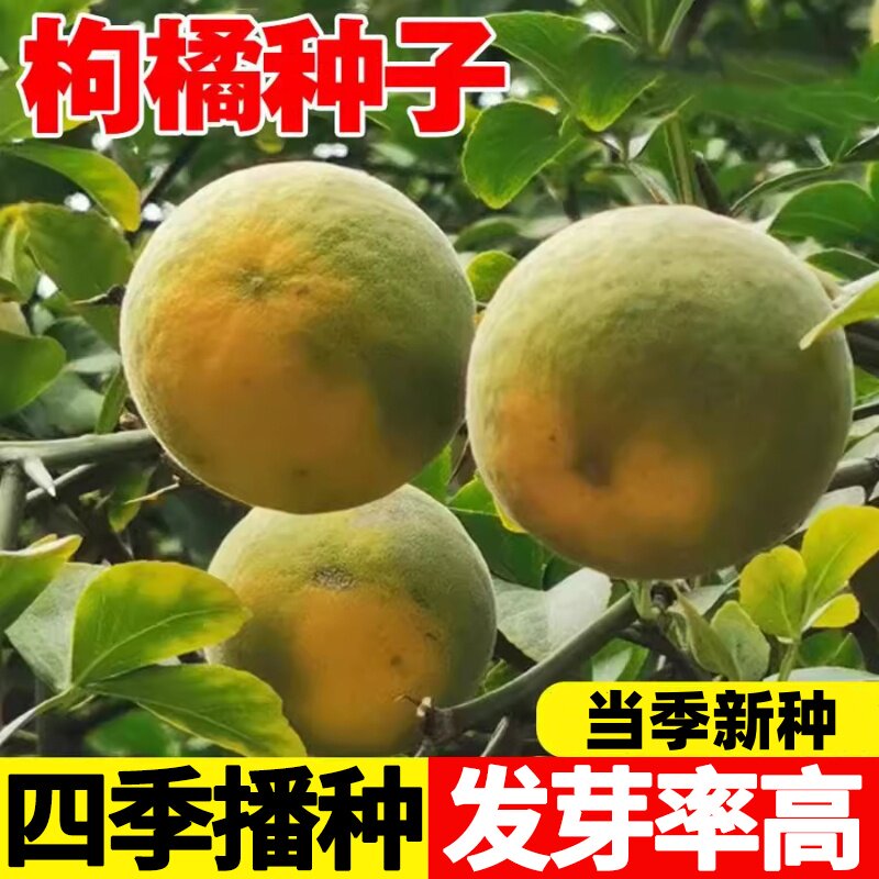 枸橘种子铁篱寨臭橘枸橘李枳实橘红臭杞枸棘子钢橘子臭刺积壳种籽