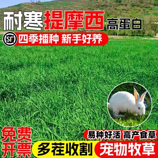 提摩西草种子猫尾草梯牧草兔子豚鼠荷兰猪优质草多年生牧草种子