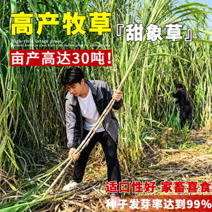 无毛甜象草3号种节耐寒牧草王高产皇竹草巨菌草红象草多年生种子