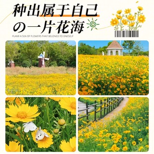 多年生大花金鸡菊花种子四季易活花种籽子金鸡菊花籽景观花卉种孑