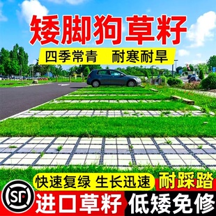 矮脚狗草籽停车场草坪砖草坪种籽公园停车场专用耐寒耐旱耐压种子