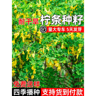 柠条种子耐干旱多年生护坡灌木草籽四季常青护坡固土生态修复种籽