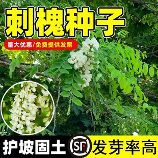 刺槐种子护坡固土草籽草种白花刺槐树香花槐紫穗槐洋槐槐花树种籽
