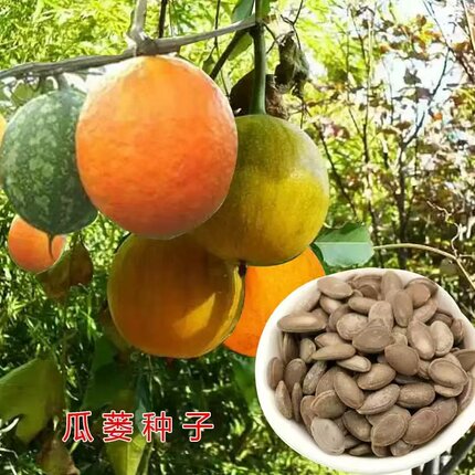 瓜蒌种子材种子野生瓜蒌皮食用干净无杂吊瓜栝楼种子四季播种