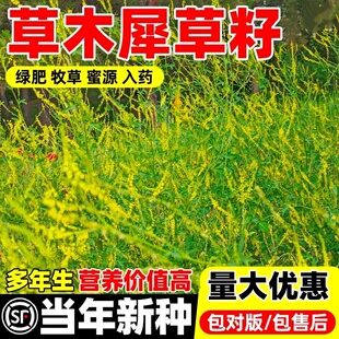 草木犀种子草木樨籽优质牧草种黄花臭苜蓿绿肥耐寒耐旱耐贫瘠蜜源
