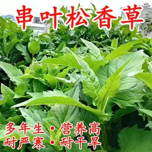 精装串叶松香草种子 多年生猪牛羊鹅畜禽牧草籽 香槟菊花草