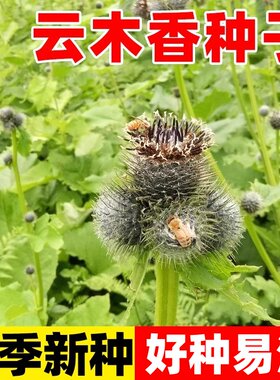 云木香种子新采云木香农业材野生木香新型常用四季种植庭院种子籽