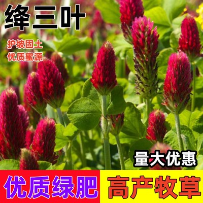 绛三叶种子地中海三叶草果园绿肥蜜源植物牧草种籽护坡三叶草草籽