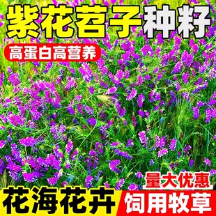 光叶紫花苕子长柔毛野豌豆种子果园绿肥毛苕子养蜂蜜源草种耐贫瘠