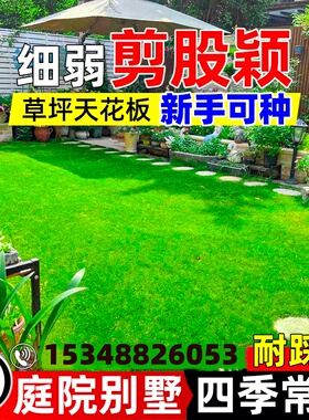 进口细弱剪股颖匍匐剪股颖草籽庭院别墅四季常青耐踩踏绿化种子