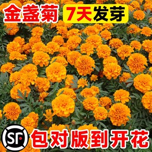 金盏菊花种子太阳花向日葵除虫菊花种籽子孑室外四季播种开花盆栽