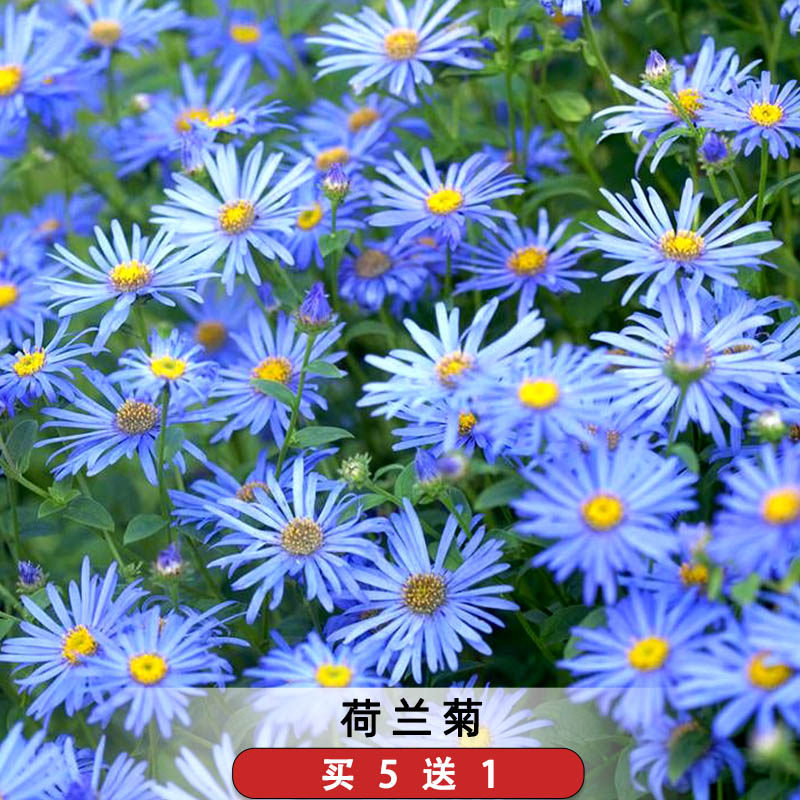 荷兰菊种子友禅菊蓝玛格丽特纽约紫菀花籽孑阳台盆栽庭院爆花耐寒