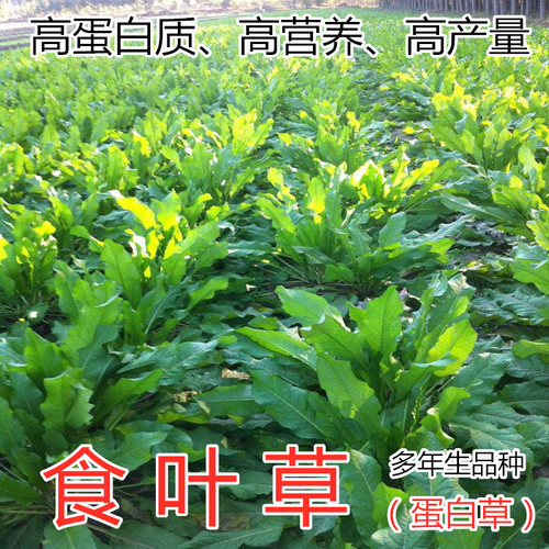 进口牛羊猪鸡鸭鹅菊苣牧草种子
