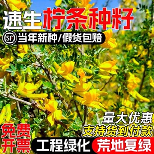 柠条种子耐干旱多年生护坡灌木草籽四季常青护坡固土生态修复种籽