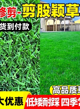 剪股颖草籽匍匐型矮生庭院高档草坪草籽四季常青北方耐寒草皮种子