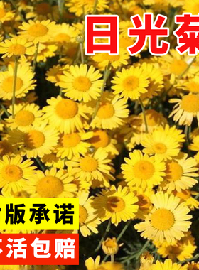日光菊种子 多年生宿根黄色菊花种子 当年开花 春夏播种 耐寒耐旱
