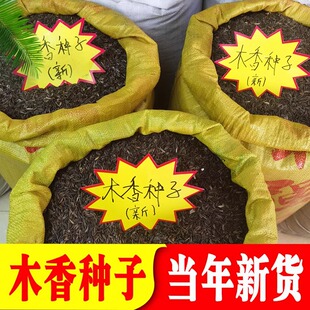 优质云木香种子庭院种植青木香广木香新种籽高产量【百分百正品】
