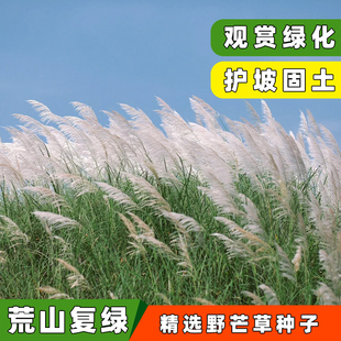 护坡牧草野芒草种子四季种南方北方种植野草植物易种草籽护坡草籽