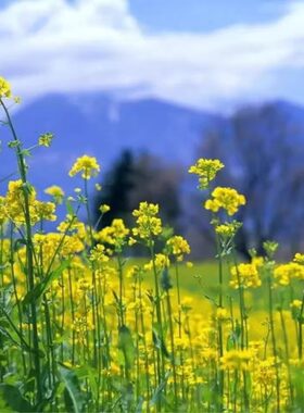 油菜籽种花海景观绿化观赏油菜花种子榨油耐寒新采北方油菜花种