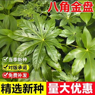 八角金盘种子八金盘种籽八手金刚纂手树常绿庭院园林绿化种植花园