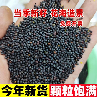 油菜花种子秋播高产观赏食用耐寒耐旱春油菜花籽榨油菜籽花海种孑