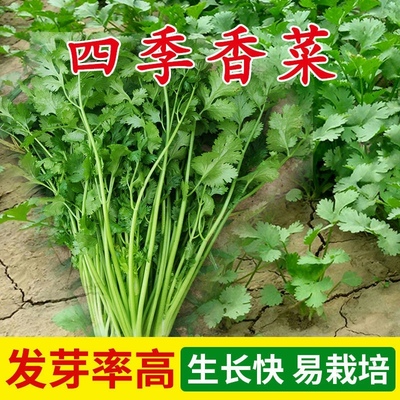 四季香菜食用蔬菜种子