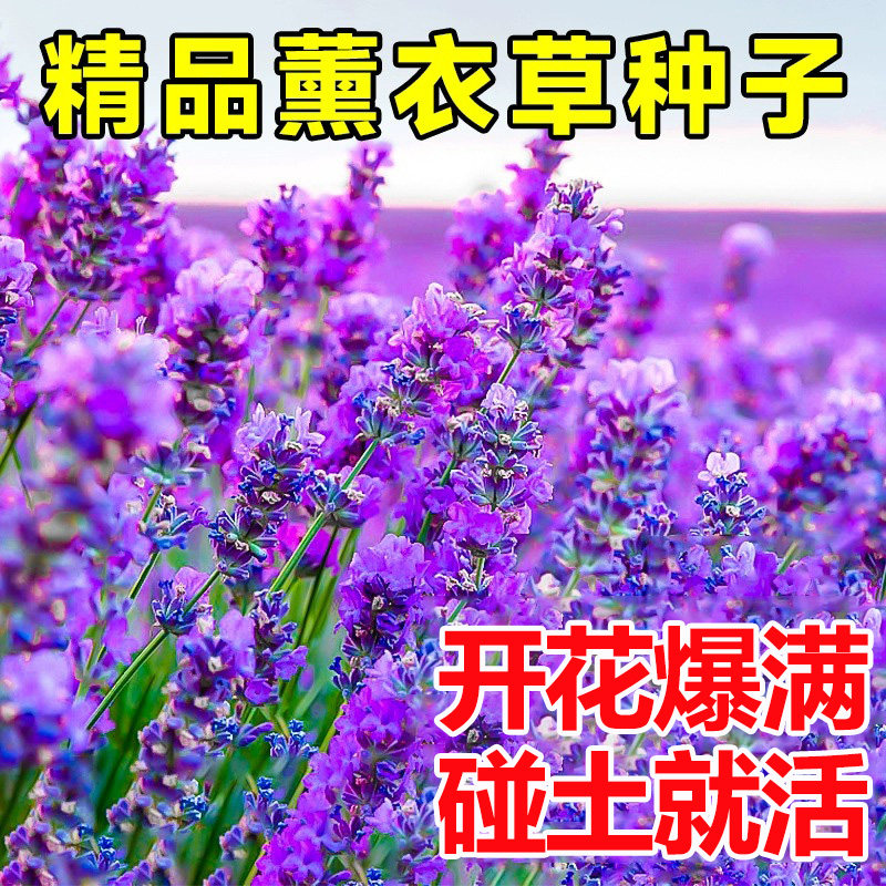 普罗旺斯薰衣草种子四季开花不断易活阳台庭院花籽蚊虫香草种孑苗