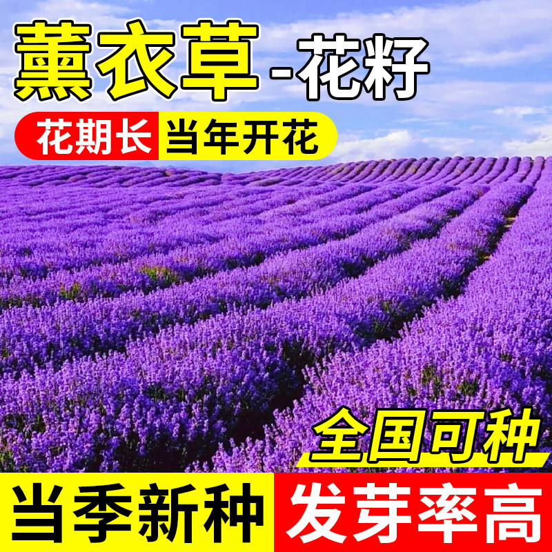 薰衣草花籽四季播种盆栽花苗花种子庭院阳台室外花卉易活草种种植