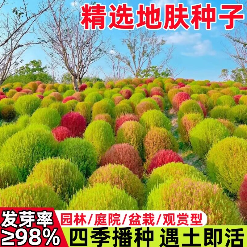 绿地肤种子铁扫帚草坪种孑园林景观红地肤麦苗菜种籽观赏花海种子