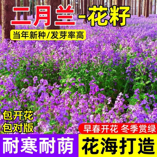 二月兰花种子耐寒诸葛菜种籽早春花种网红草庭院花卉耐阴花种籽子