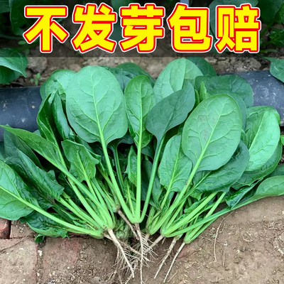 小叶菠菜籽种老品种波菜春夏季耐热趴地菠菜种子孑小青菜大全种籽